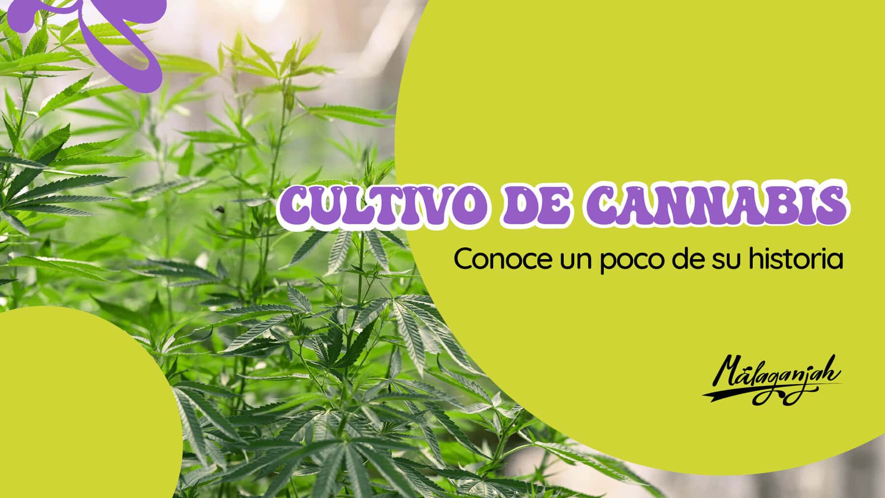 Cultivo de cannabis Conoce un poco de su historia