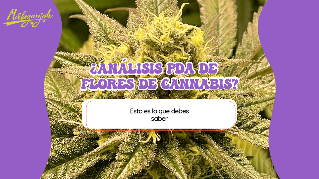 ¿Análisis PDA de flores de cannabis? Esto es lo que debes saber