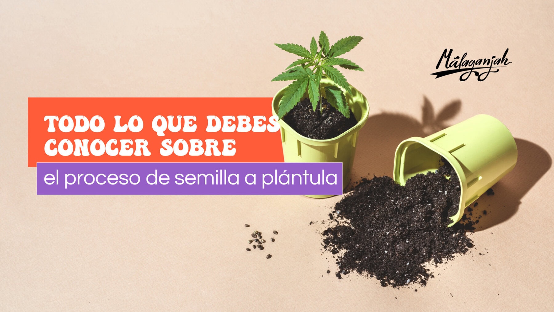 Todo lo que debes conocer sobre el proceso de semilla a plántula