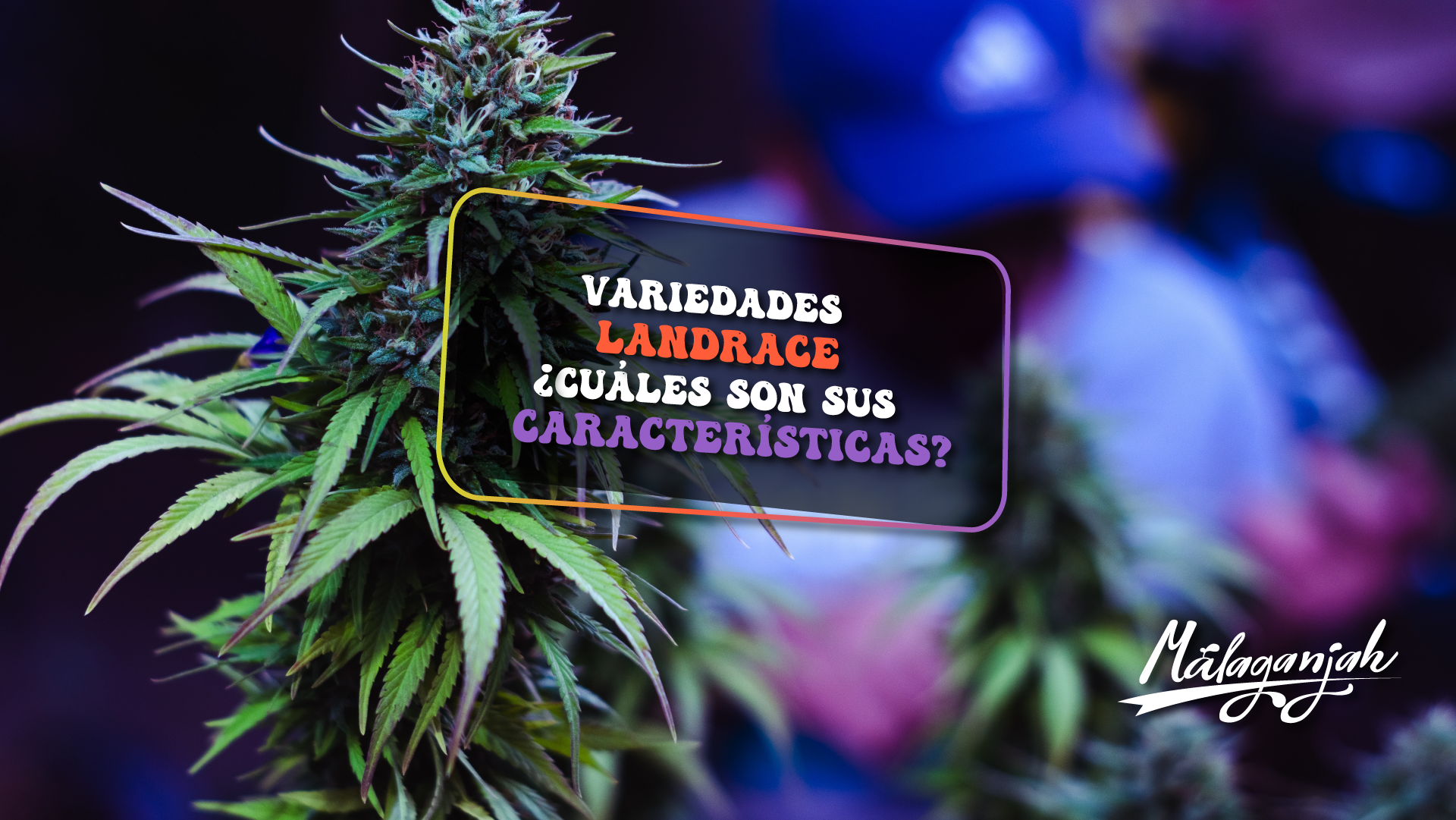 Variedades landrace ¿Cuáles son sus características