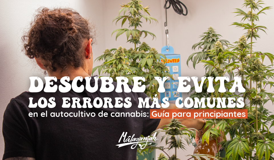 Descubre y Evita los Errores Más Comunes en el Autocultivo de Cannabis: Guía para Principiantes