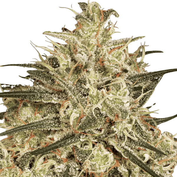 Atomical Haze Málaganjah
