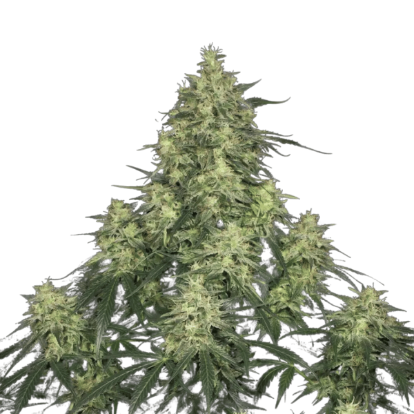 Atomical Haze Málaganjah Paradise Seeds Cultivo