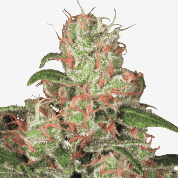 Auto Acid Málaganjah Colombia