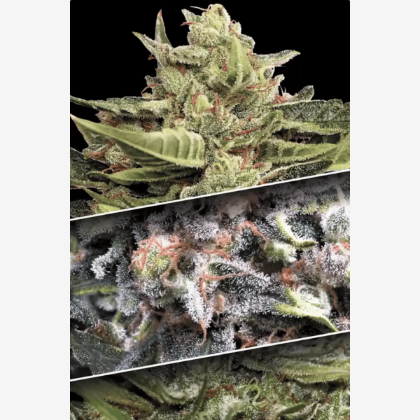 Auto Coleccion #1 Málaganjah Colombia