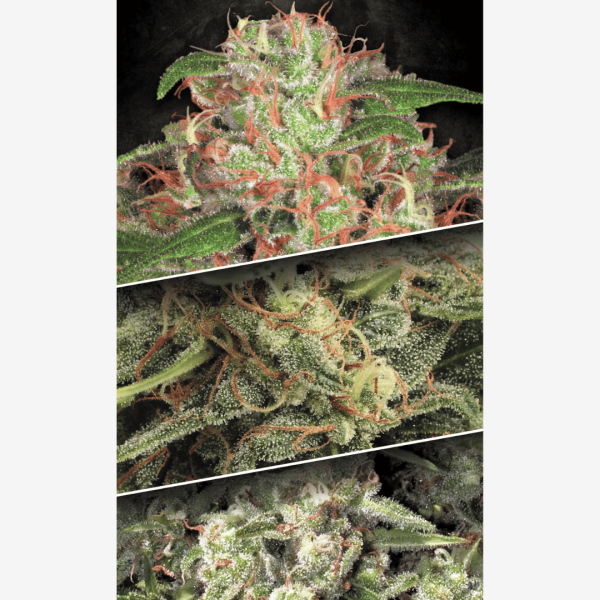 Auto Coleccion #2 Málaganjah Colombia