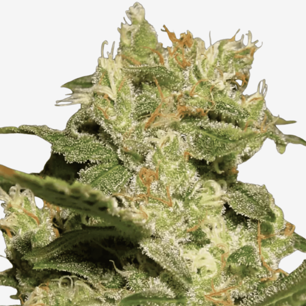 Auto Jack Málaganjah Colombia