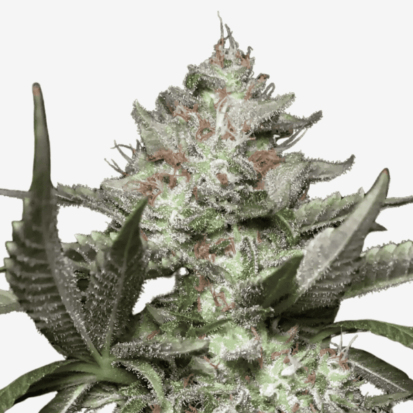 Auto Kong 4 Málaganjah Colombia
