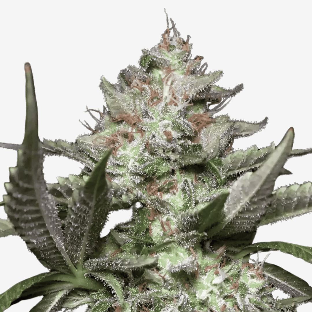 Auto Kong 4 Málaganjah Colombia