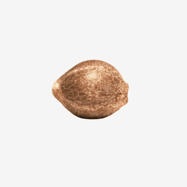 Auto Kong 4 Málaganjah Paradise Seeds Colombia