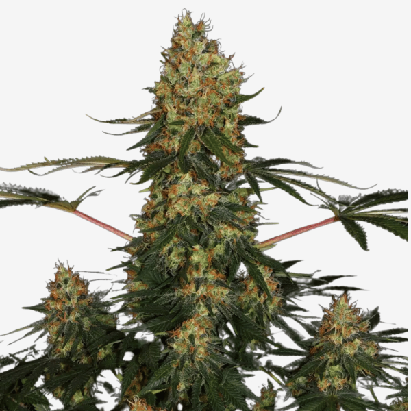 Californian Gold Málaganjah Colombia Paradise Seeds