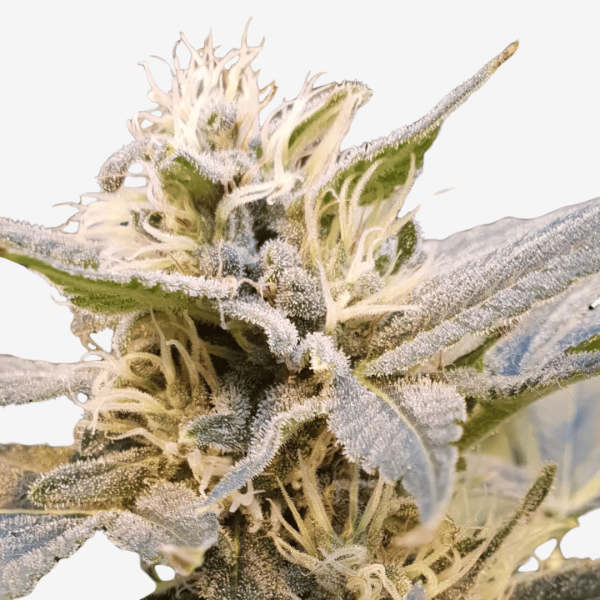 Cbdelight Málaganjah Colombia