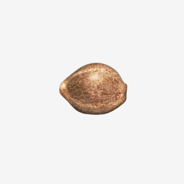 Cbdrelax Málaganjah Paradise Seeds Colombia