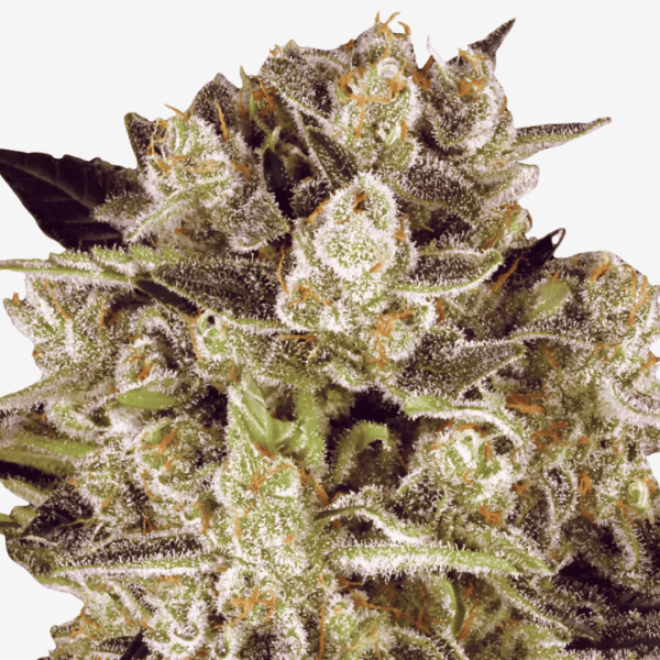 Durga Mata II CBD Málaganjah Colombia