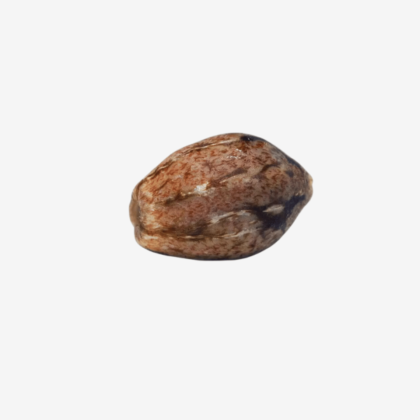 Durga Mata II CBD Málaganjah Paradise Seeds Colombia