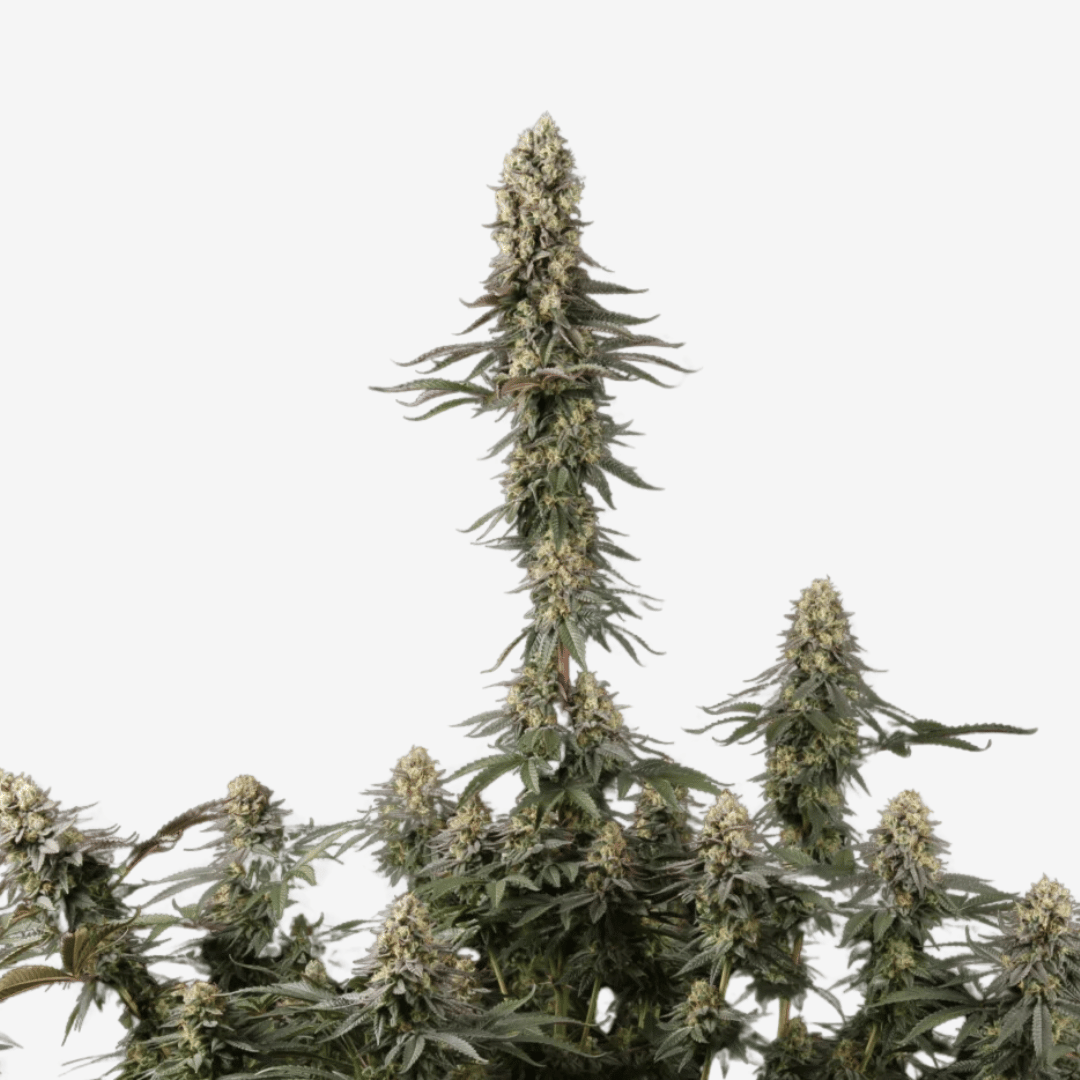 El Dorado Og Málaganjah Paradise Seeds Colombia