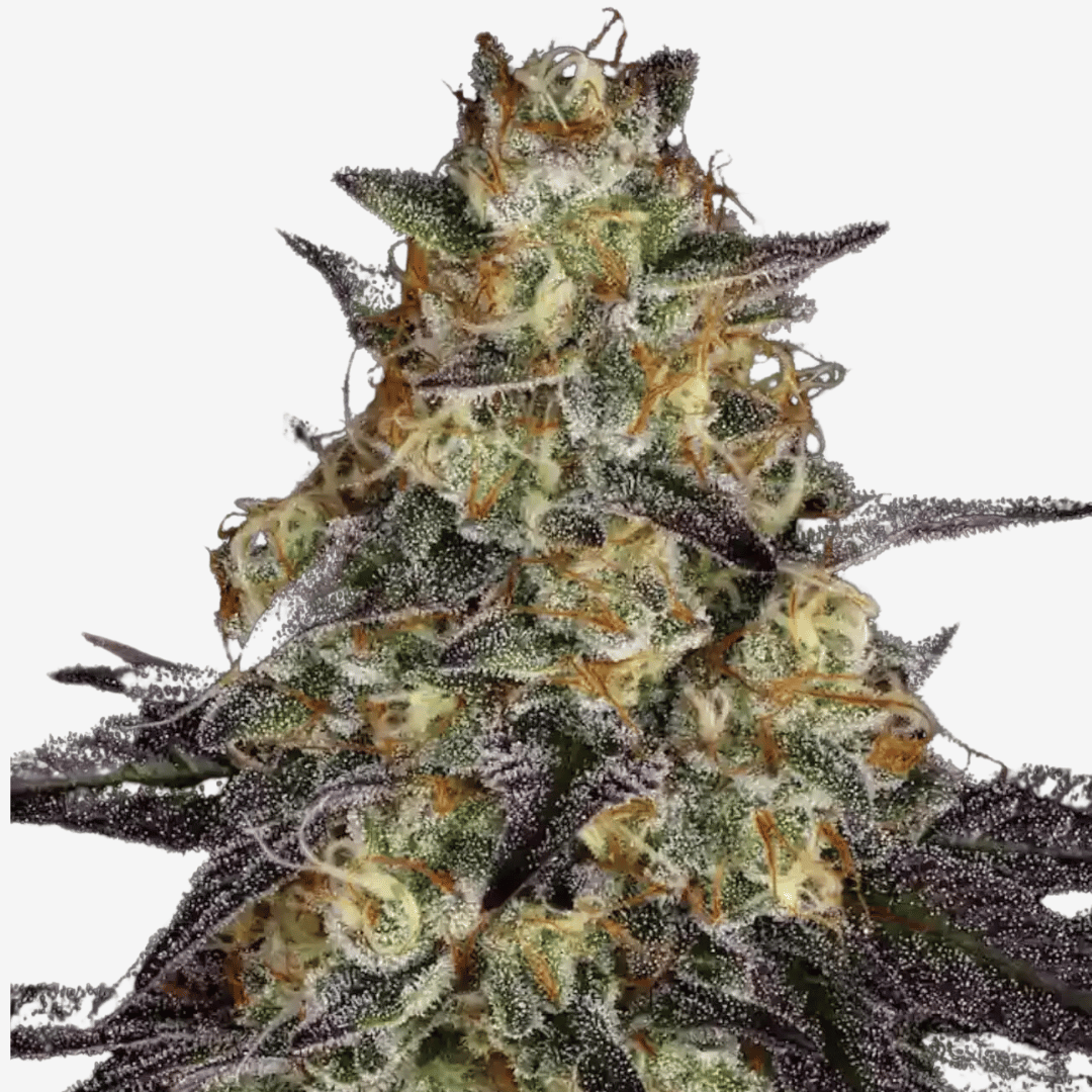 El Dorado Og Málaganjah