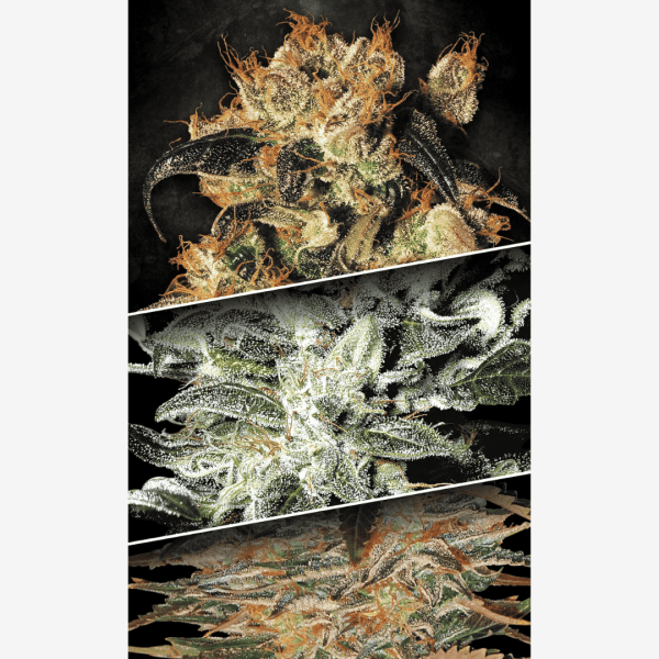 Indica Champions Málaganjah Colombia