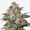 Magic Bud Málaganjah Colombia Cultivo