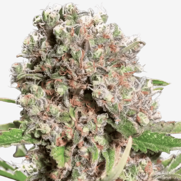 Mendocino Skunk Málaganjah Colombia