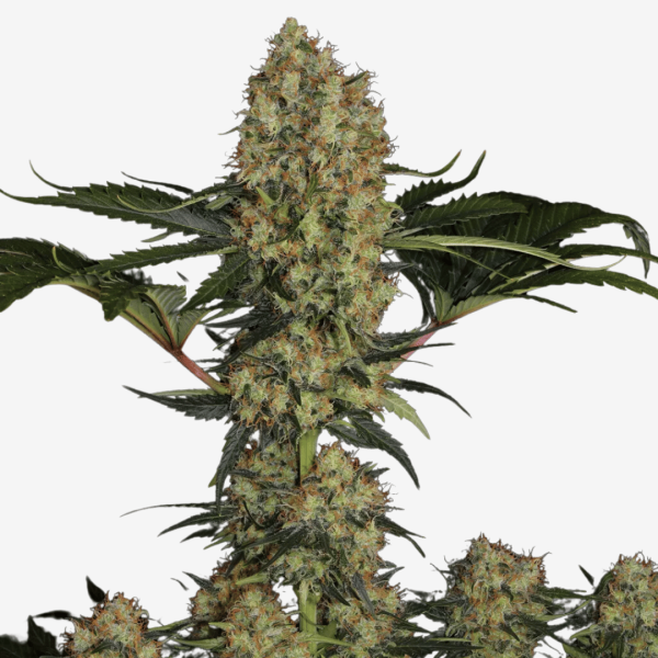 Mendocino Skunk Málaganjah Paradise Seeds Colombia