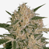 Nebula II CBD Málaganjah Colombia