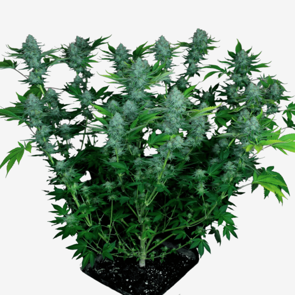 Nebula Málaganjah Paradise Seeds