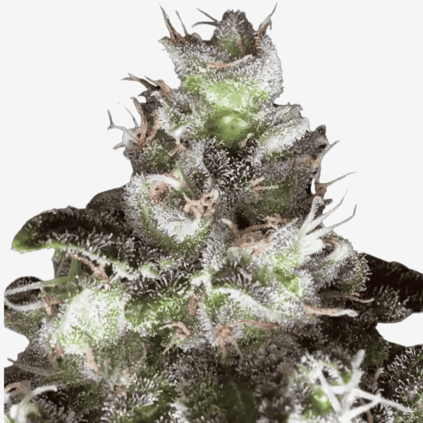 Original White Widow Málaganjah Envíos