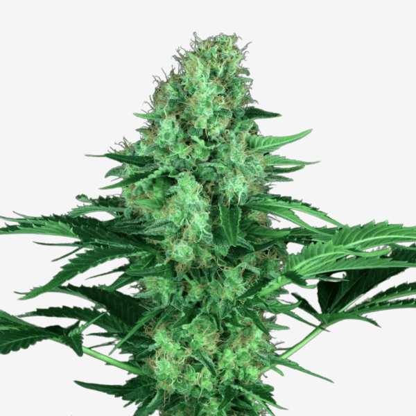 Original White Widow Málaganjah Paradise Seeds
