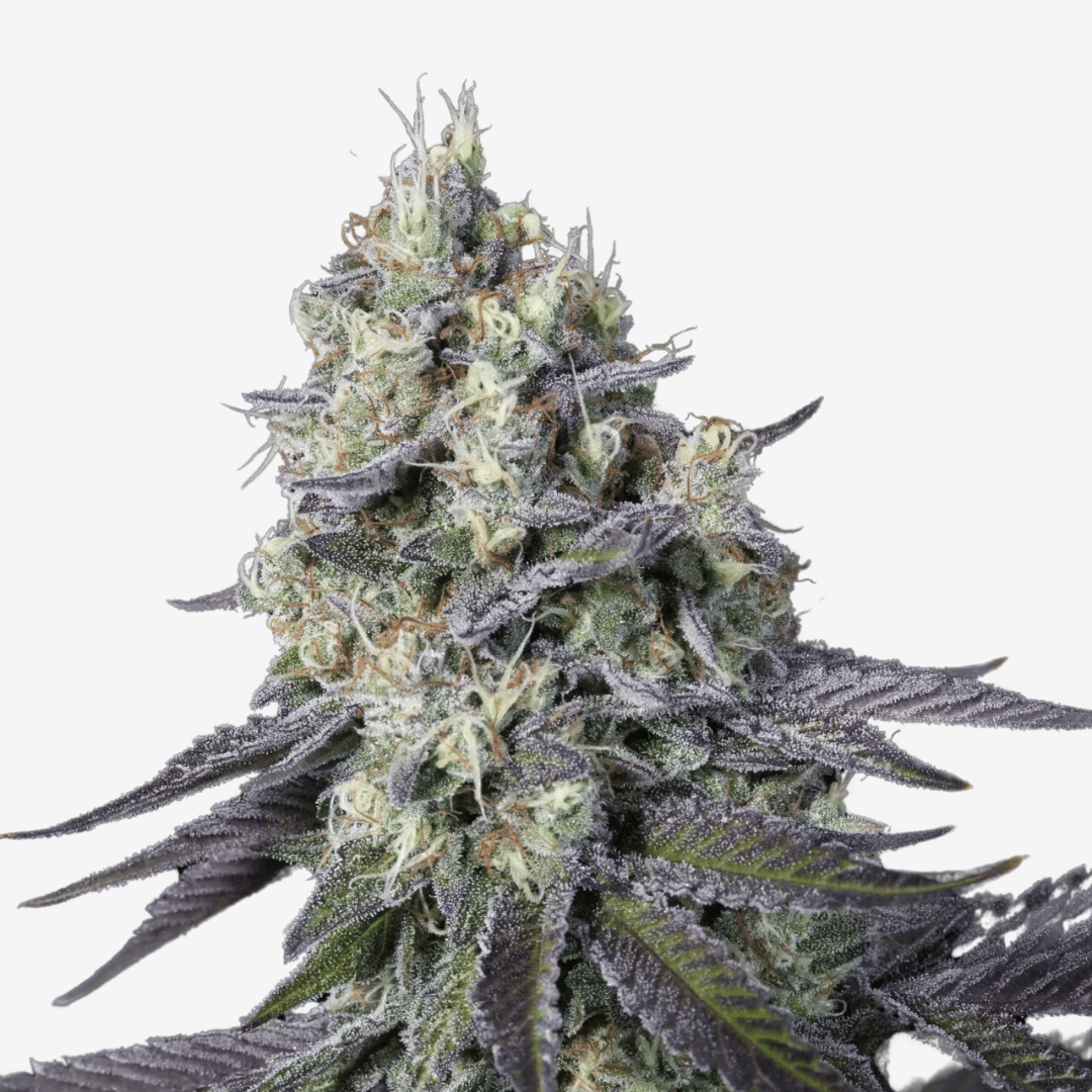 Purple Mints Málaganjah Colombia