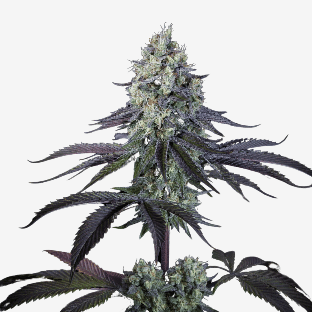 Purple Mints Málaganjah Paradise Seeds Colombia