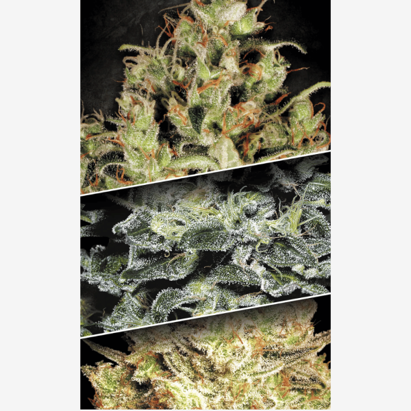 Sativa Champions Málaganjah Colombia