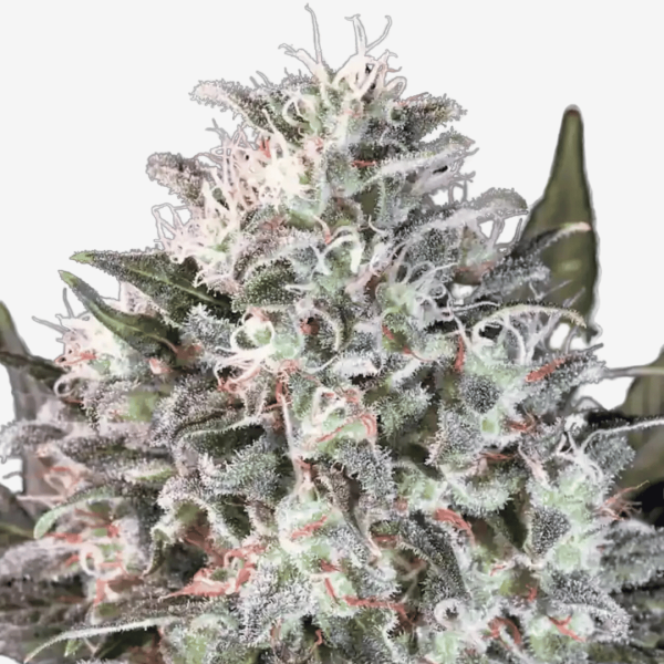 Space Cookies Málaganjah Envios Colombia