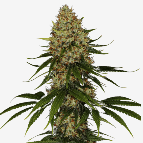 Space Cookies Málaganjah Paradise Seeds Colombia