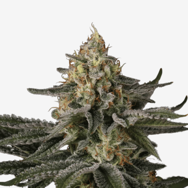 Sunset Paradise Málaganjah Paradise Seeds Colombia