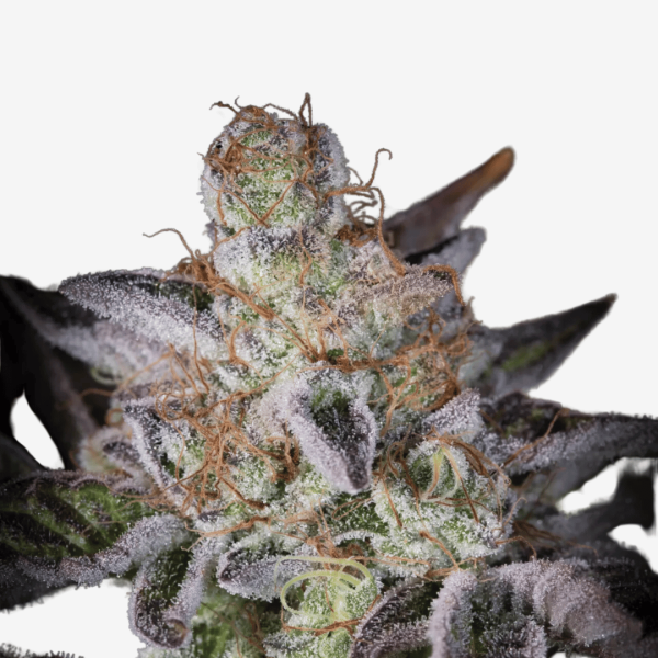 Sweetopia Málaganjah Colombia