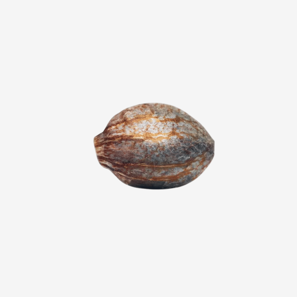 Wappa Málaganjah Paradise Seeds