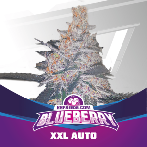 Blueberry Málaganjah Colombia (3)