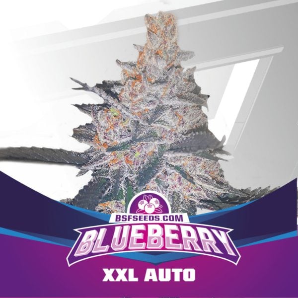 Blueberry Málaganjah Colombia (3)