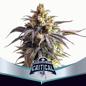 Critical +2 Málaganjah Colombia Autofloreciente