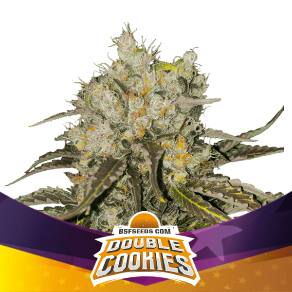 Double Cookies Málaganjah Colombia Feminizada