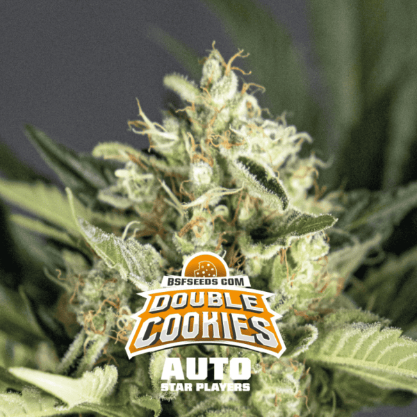 Double Cookies Málaganjah Colombia auto
