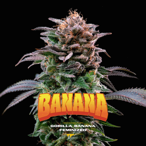 Gorilla Banana Málaganjah Colombia