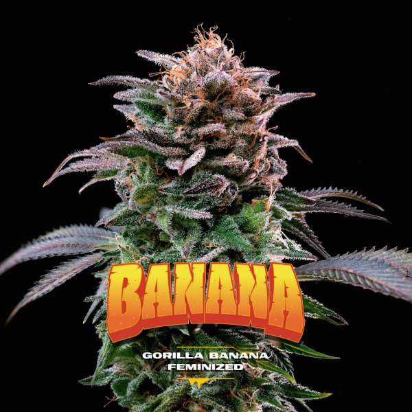 Gorilla Banana Málaganjah Colombia