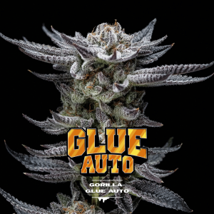Gorilla Glue #4 Málaganjah Colombia Auto