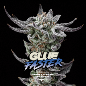 Gorilla Glue #4 Málaganjah Colombia Faster