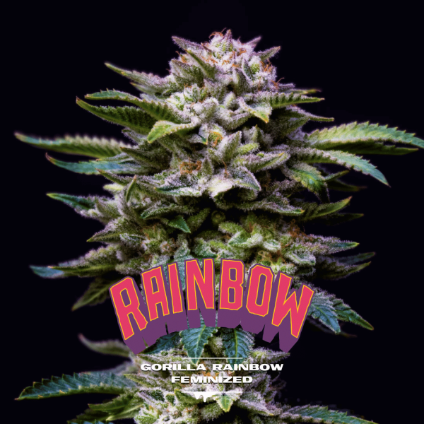Gorilla Rainbow Málaganjah Colombia Cultivo cannabis