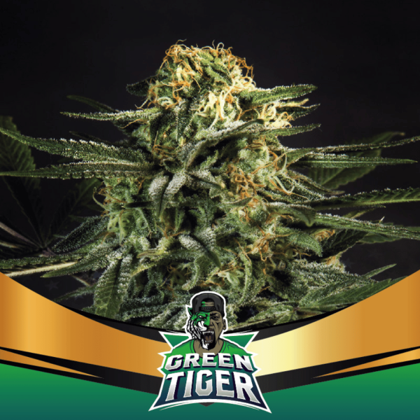 Green Tiger Málaganjah Colombia