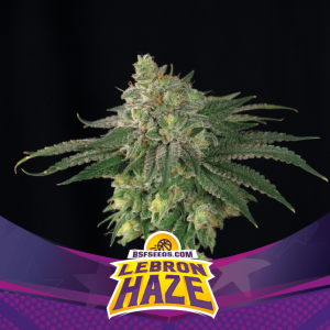 Lebron Haze Málaganjah Colombia