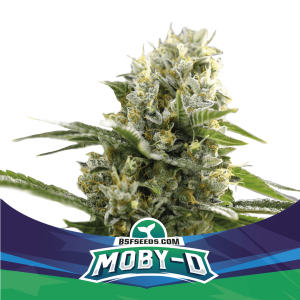Moby-D Málaganjah Colombia Semilla Autofloreciente